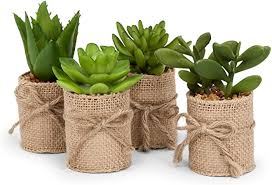 Set of 4 Succulents In Burlap Wrap - Succulents - Big Sun Vernon