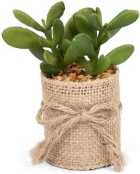 Set of 4 Succulents In Burlap Wrap - Succulents - Big Sun Vernon