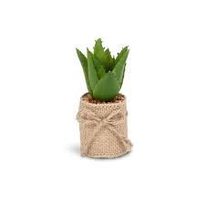 Set of 4 Succulents In Burlap Wrap - Succulents - Big Sun Vernon